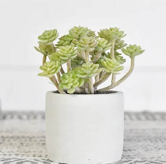 PD PDCH060 Dusty Succulent in Pot Greenery