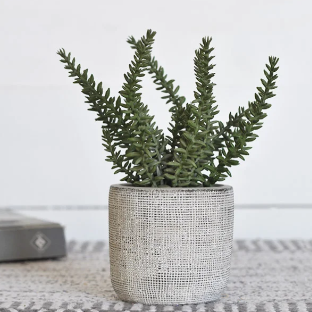 PD PDH033 Rosemary In Cement Pot