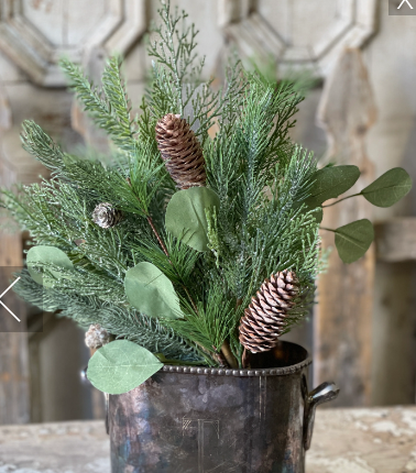 L&V Forest Glory Eucalyptus Bush 18"