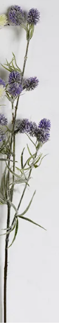 PD PDCH035 29" PURPLE STEMS