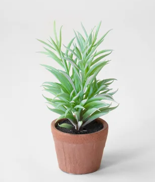 PD PDCH010 NEEDLE SUCCULENT