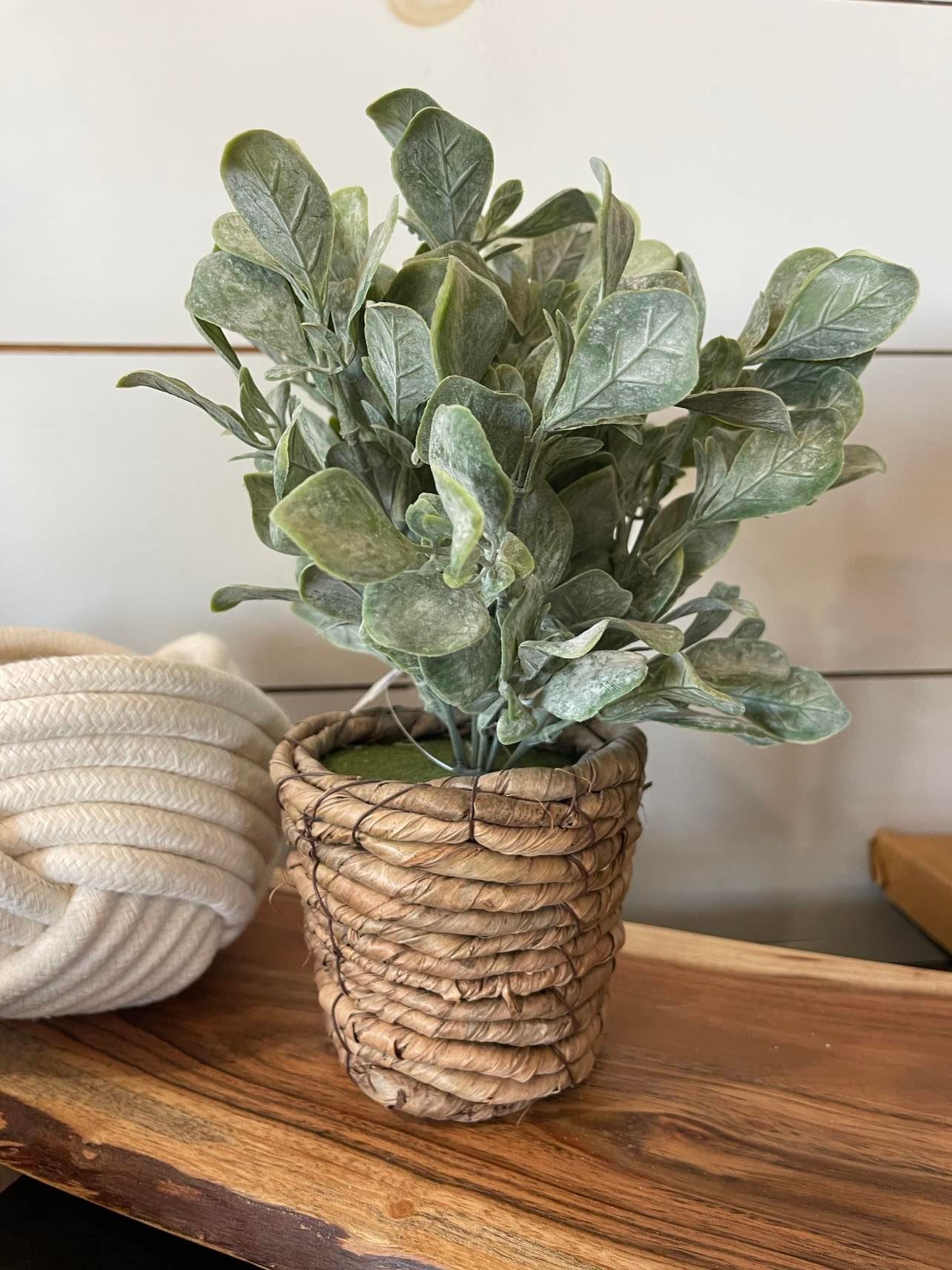 Plant in Brown Rope Vase