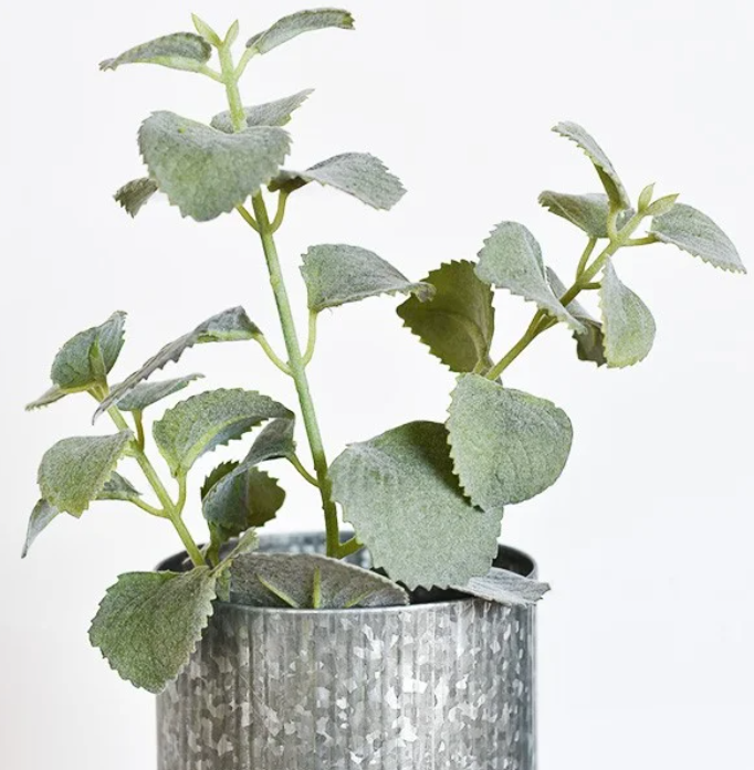 PD PDQH22 Dusty Callisia 13.5" Greenery