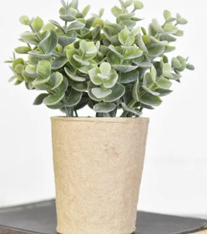 PD PDH011 Eucalyptus Paper Pot 7.5" Greenery