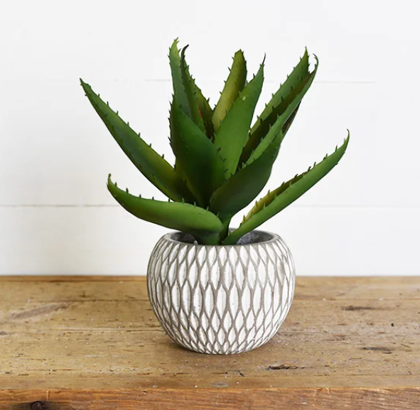 PD PDCH036 10" Succulent In Round Pot