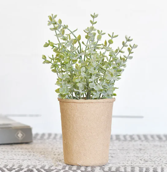 PD PDH034 9.5" Eucalyptus In Paper Pot