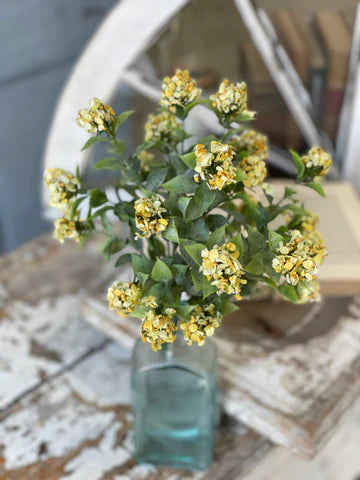 LV FG5278 Late Bloomer Bush | 11" | Yellow