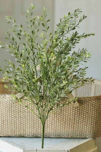 LV FG9378 Basil Boxwood Bush | 22.5"