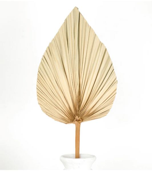 PD PDZI020 22" Dried Palm Leaf