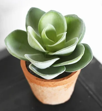 PD PDCH012 5.5" Pot Succulent Greenery
