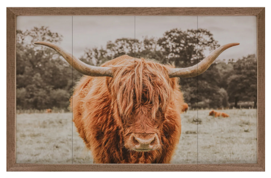 KH Highland In Pasture