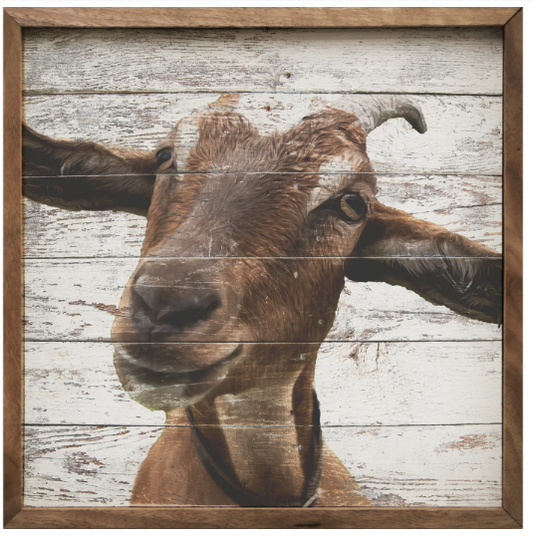Kendrick Friendly Goat