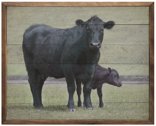 KH Angus Cows In Field