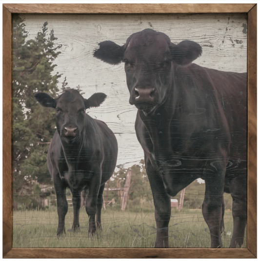 KH Pair Of Angus Cows