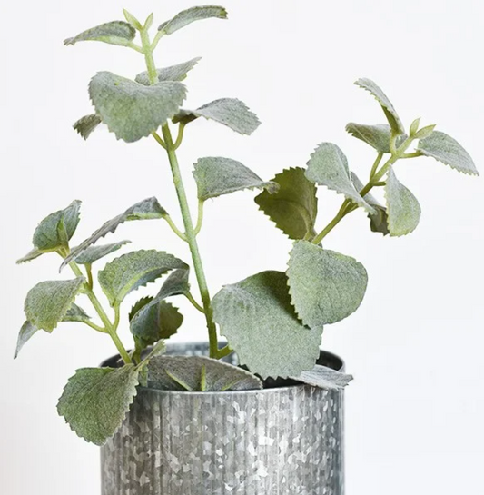 PD PDQH22 Dusty Callisia 13.5" Greenery