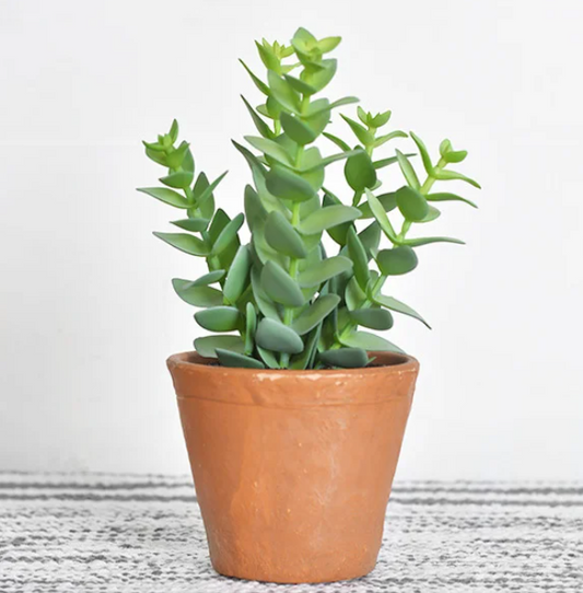 PD PDCH049 8.5" Cassula Succulent In Clay Pot